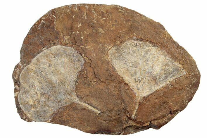 Two Fossil Ginkgo Leaves From North Dakota - Paleocene #188818